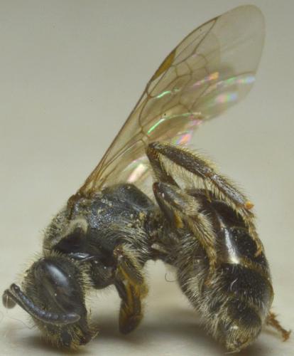 Lasioglossum laticeps